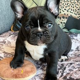 Chunker - Brindle female French Bulldog puppy in Capac, Michigan from Puddles Palace Puppies