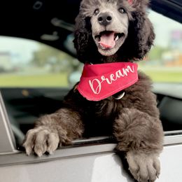 Poodle Puppies from Dreamland Standard Poodles