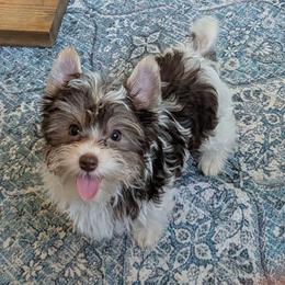 S'mores (Dark chocolate and sable Parti male 4) - Chocolate, tan and white male Yorkshire Terrier puppy in Gatesville, Texas from KontryKritterz Yorkies