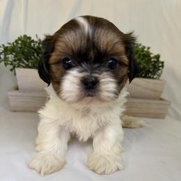 Daisy - Black gold and white female Shih Tzu puppy in Bullhead City, Arizona from Arizona Shih Tzu Land