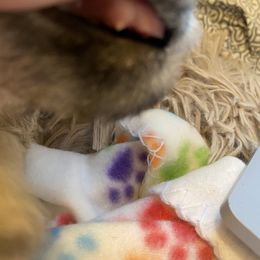 Schnoodle Puppies from Noodle Tings Puppies