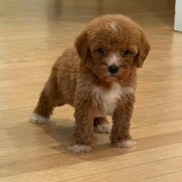 Girl 2 - Red  female Goldendoodle puppy in Ridgewood, New Jersey from Jessie’s Doodles