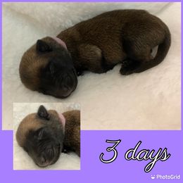 Belgian Malinois Puppies from Audacious Malinois