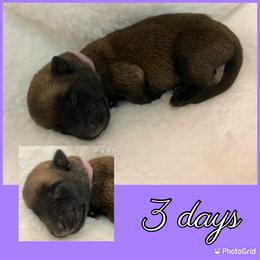 Belgian Malinois Puppies from Audacious Malinois