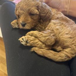 Cavapoo Puppies from Teddy Bear Doodles