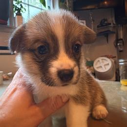 Lime Aqua - Red female Pembroke Welsh Corgi puppy in New York, New York from Ad Astra NYC