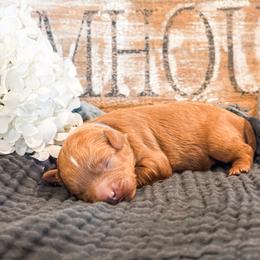 2nd Pick (Mossy) - Red male Cavapoo puppy in Marquand, Missouri from Perfectly Playful Doodles