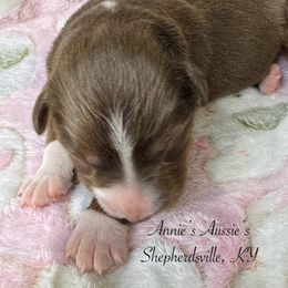 Bell - Red tri-color female Australian Shepherd puppy in Shepherdsville, Kentucky from Annie's Aussies
