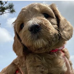 Girl 1 - Goldendoodle puppy in Oak Hill, Florida from Salty River Doodles