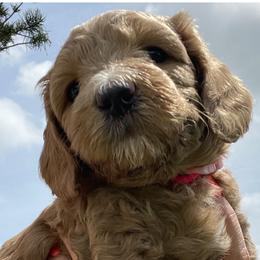 Girl 1 - Goldendoodle puppy in Oak Hill, Florida from Salty River Doodles