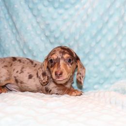 Jake 3500 - Dapple male Dachshund puppy in Coldwater, Mississippi from Mississippi Shorties Miniature Dachshunds