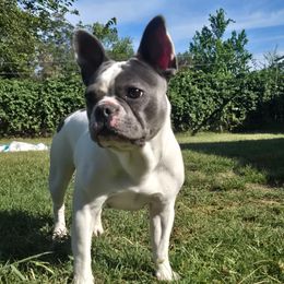 Diamond Dreams Little Lady Bella - Blue female French Bulldog puppy in Okmulgee, Oklahoma from Diamond Dreams French Bulldogs