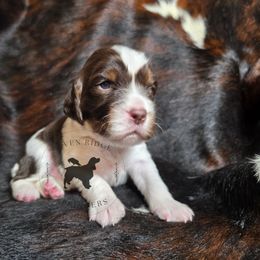 Pumpkin - Liver white and tan female English Springer Spaniel puppy in Pierz, Minnesota from Raven Ridge Springers
