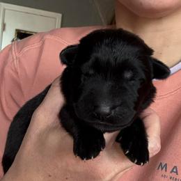 Male - Black male German Shepherd puppy in Windsor, Colorado from German Shepherds