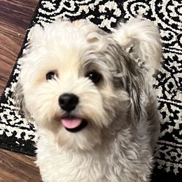 Lucy - Havanese