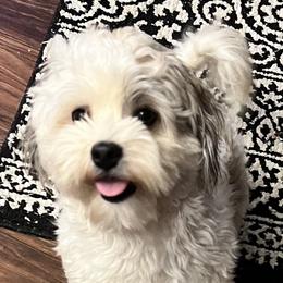 Lucy - Havanese