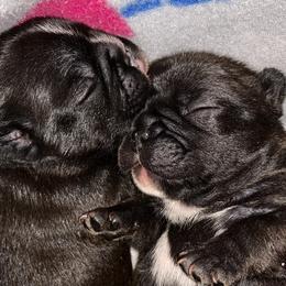 French Bulldog Puppies from Sapphire Skies French Bulldogs