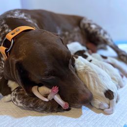 German Shorthaired Pointers from Magnolia Creek Kennels