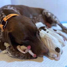 German Shorthaired Pointers from Magnolia Creek Kennels