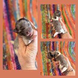 Blue Merle Parti - Blue merle male Pomeranian puppy in Harrah, Oklahoma from Sunshines Pomeranians & Cavapoos