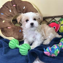 Precious Blonde Parti Coloration Male - Parti male Yorkshire Terrier puppy in Benson, Arizona from Happy Tails Yorkies