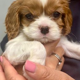 Charlie - Blenheim male Cavalier King Charles Spaniel puppy in Mt. Ulla, North Carolina from Divine Cavaliers