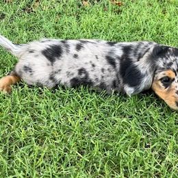 Dachshund Puppies from Strom Ranch