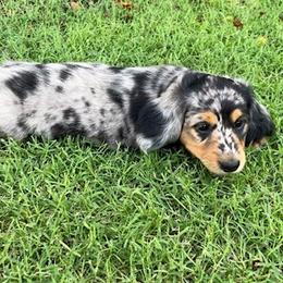 Dachshund Puppies from Strom Ranch
