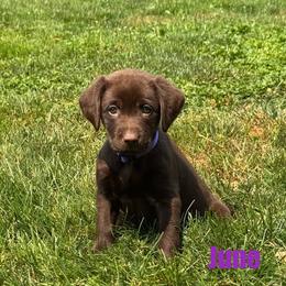 June - Chocolate female Labrador Retriever puppy in Tigard, Oregon from Morrison Labrador Retreivers