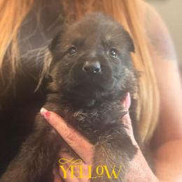 Yellow collar - Sable male German Shepherd puppy in Canterbury, Connecticut from Nachtwaechter German Shepherds, LLC