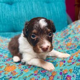 Jinu (purple) - Red tri-color male Aussiedoodle puppy in Watertown, Wisconsin from Little Bear Paws Aussiedoodles