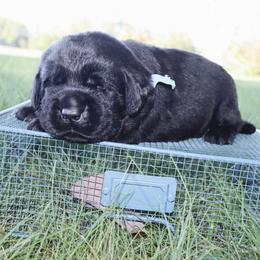 OAK - Black male Labrador Retriever puppy in Camden, Indiana from Prebleridge Acres