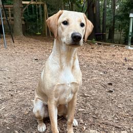 Rain - Yellow female Labrador Retriever puppy in Cary, North Carolina from Jackson Woods Labradors