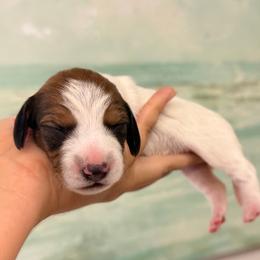 Pixie posible wire - Piebald female Dachshund puppy in Lakeland, Florida from Elite Doxies Florida