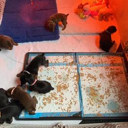 Doberman Pinscher Puppies from Jensen Dobermans