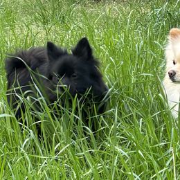 Pomeranians from Waters Poms