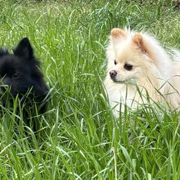 Pomeranians from Waters Poms