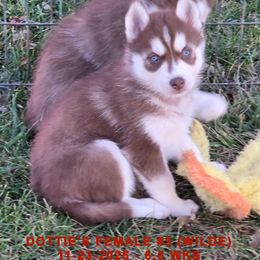 DOTTIE'S FEMALE 3 - Red and white female Siberian Husky puppy in Manilla, Iowa from Bruck's Siberian Huskies