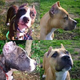 American Pit Bull Terrier Puppies from Kaotic APBTs