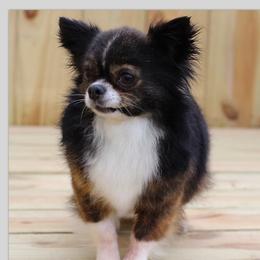 Mindy - Chihuahua