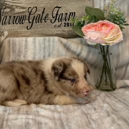 Max - White and red merle male Border Collie puppy in Moody, Texas from Narrow Gate Farm