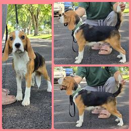 Taylor - Beagle