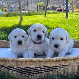 Girl 3 - Light golden female Golden Retriever puppy in Manti, Utah from Arrowhead Kennels