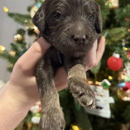 Chestnut - Phantom male Goldendoodle puppy in Howard City, Michigan from Doodles and Chaos