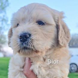 Dior - Cream female Goldendoodle puppy in Red Oak, Iowa from Fisher Pups-Stay Golden with a Doodle