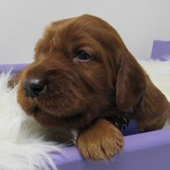 Girl 2 - Mahogany female Irish Setter puppy in Carriere, Mississippi from Lakeside Irish Setters