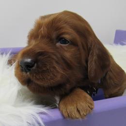 Girl 2 - Mahogany female Irish Setter puppy in Carriere, Mississippi from Lakeside Irish Setters