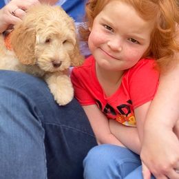 Australian Labradoodle Puppies from Berrybrook Doodles
