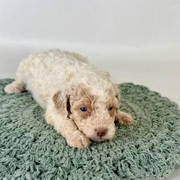 Elsie - Brown and white female Bernedoodle puppy in Goldsboro, North Carolina from The Grantham House