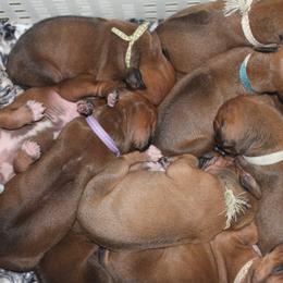 Rhodesian Ridgebacks from Toiyabe Rhodesian Ridgebacks